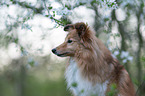 Sheltie Portrait