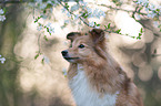 Sheltie Portrait