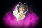 Sheltie with holi powder