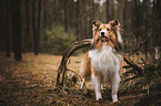 Sheltie