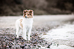 young Sheltie