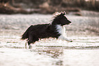 Sheltie at shore