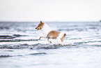 young Sheltie