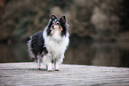 Sheltie at shore