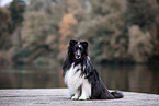 Sheltie at shore