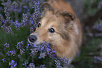 female Sheltie