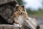 female Sheltie