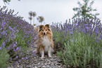 female Sheltie