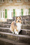 Shelties in the city