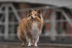 female Sheltie