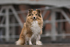 female Sheltie