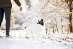 Sheltie in winter