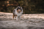 male Sheltie