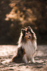 male Sheltie