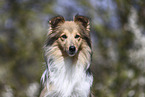 Sheltie