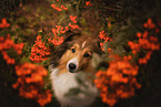 female Sheltie