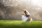 Sheltie