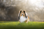 Sheltie