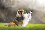 Sheltie