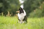 female Sheltie