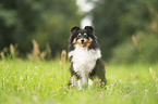 female Sheltie