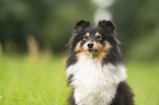 female Sheltie