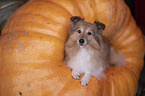 female Sheltie