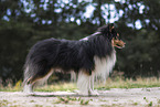 Sheltie