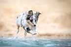 Sheltie puppy