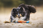 Sheltie