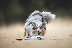 Sheltie