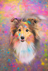 Sheltie