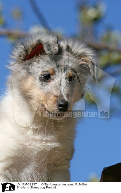 Shetland Sheepdog Portrait / Shetland Sheepdog Portrait / PM-02257