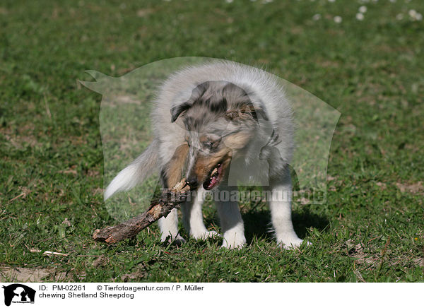 knabbernder Shetland Sheepdog / chewing Shetland Sheepdog / PM-02261