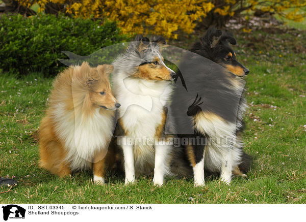 Shetland Sheepdogs / Shetland Sheepdogs / SST-03345