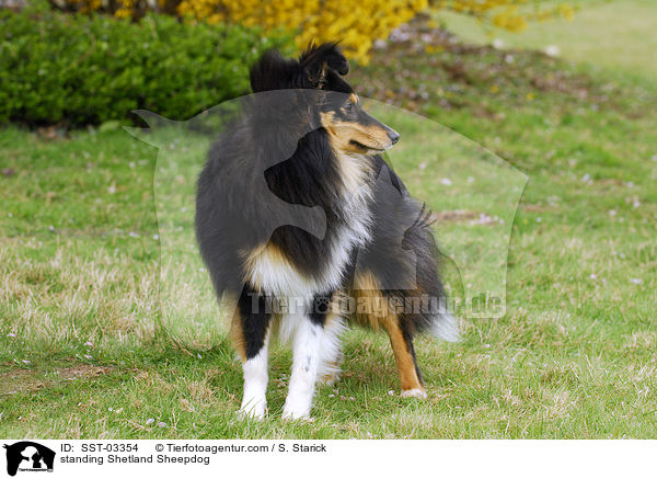 stehender Shetland Sheepdog / standing Shetland Sheepdog / SST-03354