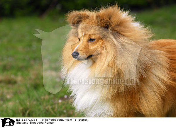 Shetland Sheepdog Portrait / Shetland Sheepdog Portrait / SST-03361