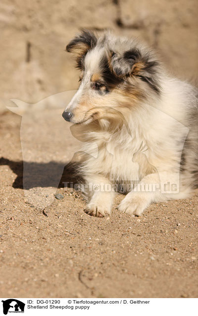 Sheltie Welpe / Shetland Sheepdog puppy / DG-01290