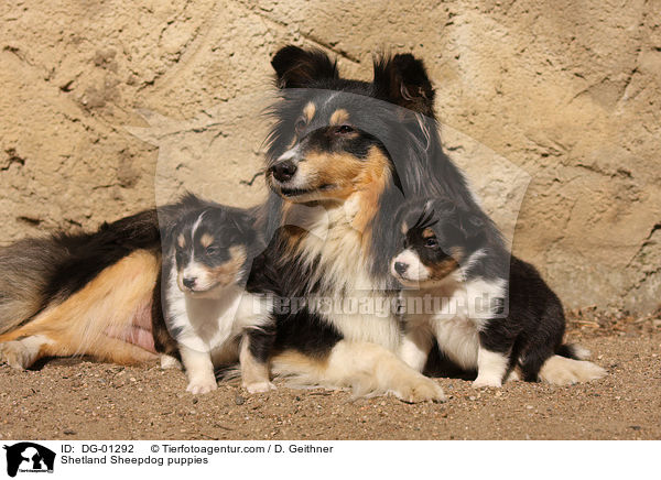 Sheltie Welpen / Shetland Sheepdog puppies / DG-01292