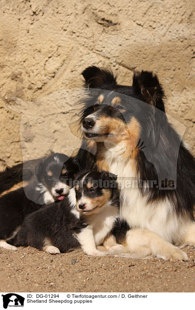 Sheltie Welpen / Shetland Sheepdog puppies / DG-01294