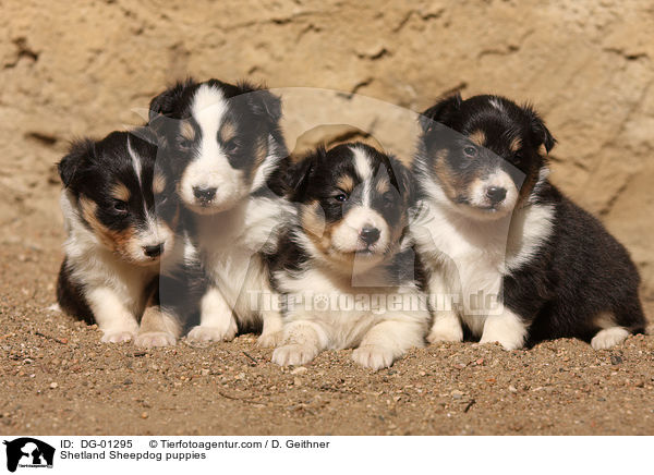 Sheltie Welpen / Shetland Sheepdog puppies / DG-01295