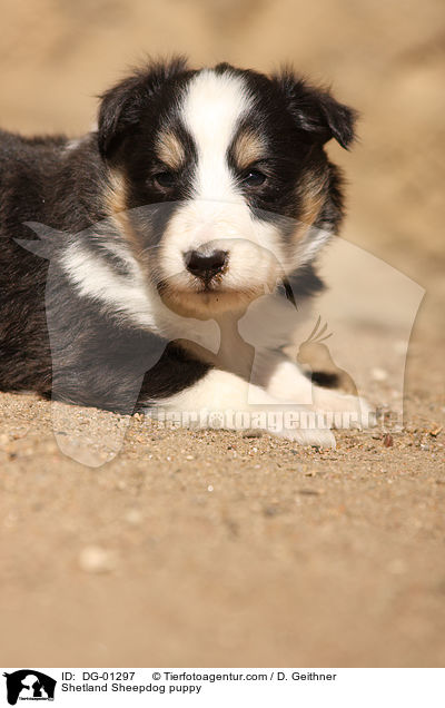 Sheltie Welpe / Shetland Sheepdog puppy / DG-01297