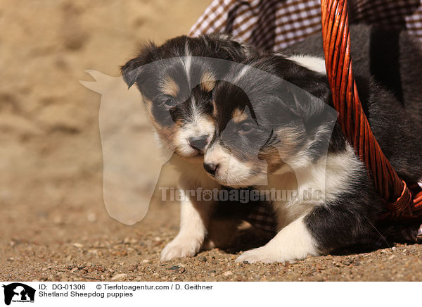 Sheltie Welpen / Shetland Sheepdog puppies / DG-01306