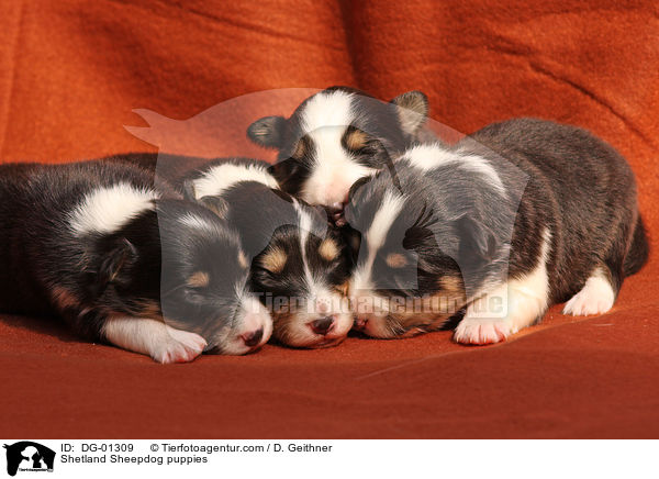 Sheltie Welpen / Shetland Sheepdog puppies / DG-01309
