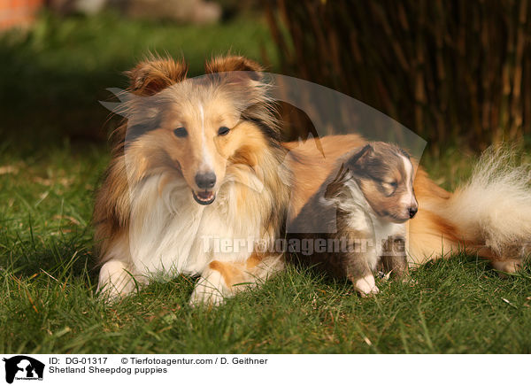 Sheltie Welpen / Shetland Sheepdog puppies / DG-01317