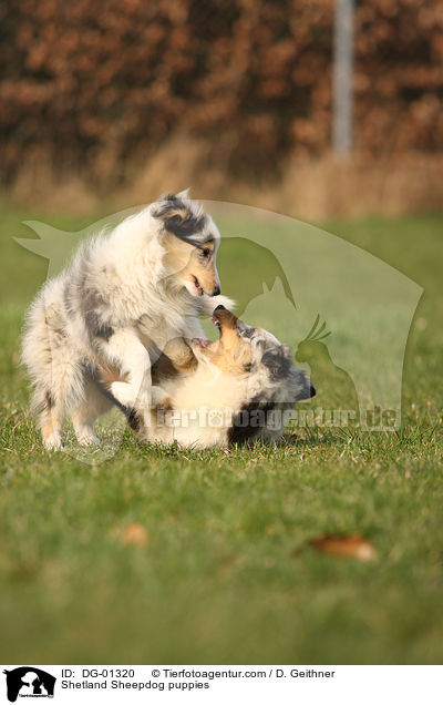 Sheltie Welpen / Shetland Sheepdog puppies / DG-01320