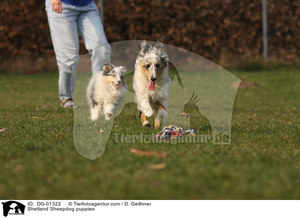 Sheltie Welpen / Shetland Sheepdog puppies / DG-01322