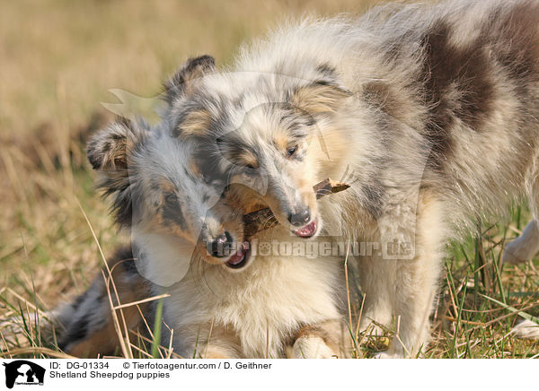 Sheltie Welpen / Shetland Sheepdog puppies / DG-01334