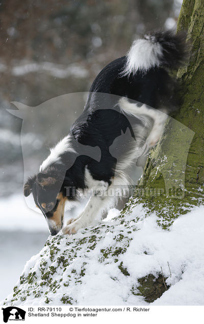 Shetland Sheppdog im Winter / Shetland Sheppdog in winter / RR-79110