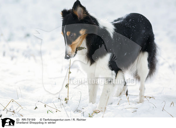 Shetland Sheppdog im Winter / Shetland Sheppdog in winter / RR-79189